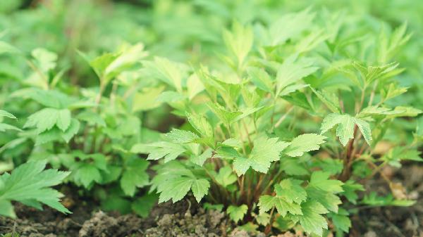 甘蓝菜是什么菜呢